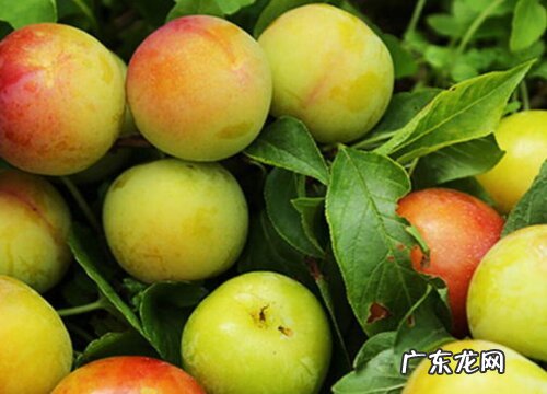 三华李哪个品种好