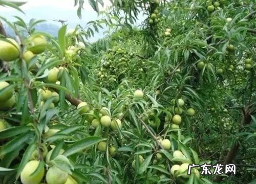 三华李哪个品种好