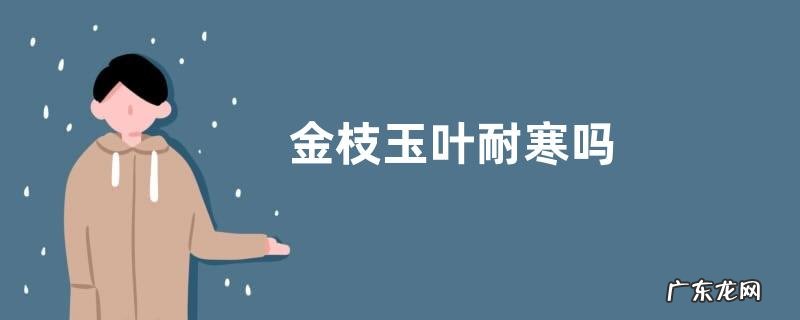 金枝玉叶耐寒吗