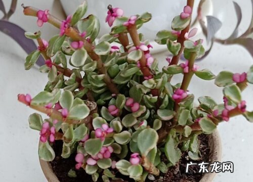 金枝玉叶耐寒吗