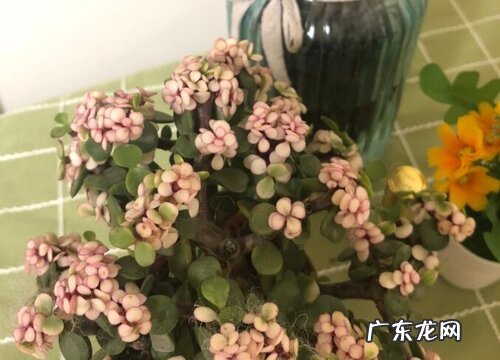 金枝玉叶耐寒吗