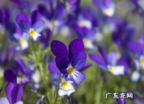 开紫色花的花卉有哪些