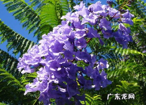 开紫色花的花卉有哪些