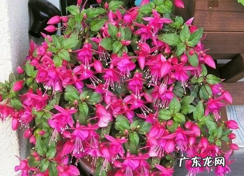 开紫色花的花卉有哪些