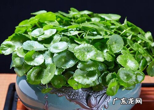 适合懒人养的花卉有哪些