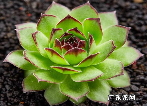 适合懒人养的花卉有哪些