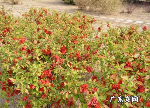 贴梗海棠耐寒吗