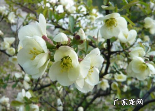 贴梗海棠耐寒吗