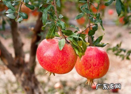 石榴树耐寒吗