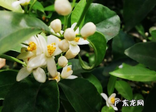 橘子花代表什么意思