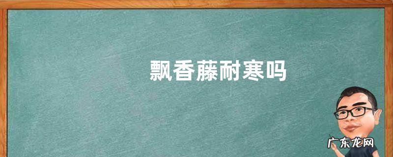 飘香藤耐寒吗