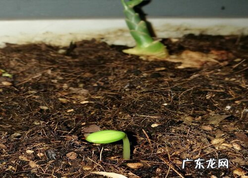 西瓜籽发芽后怎么栽种 西瓜种子催芽后播种方法