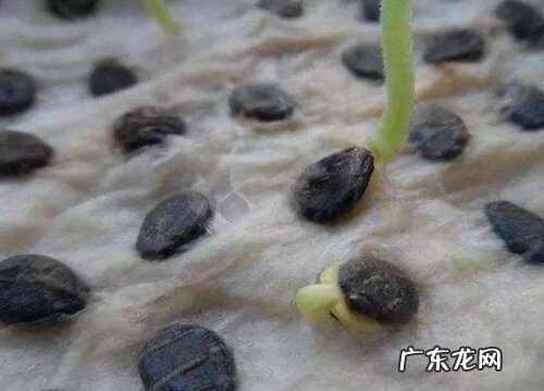 西瓜籽发芽后怎么栽种 西瓜种子催芽后播种方法