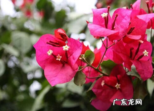 杜鹃花耐寒吗