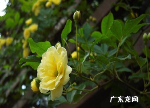 黄木香花耐寒吗