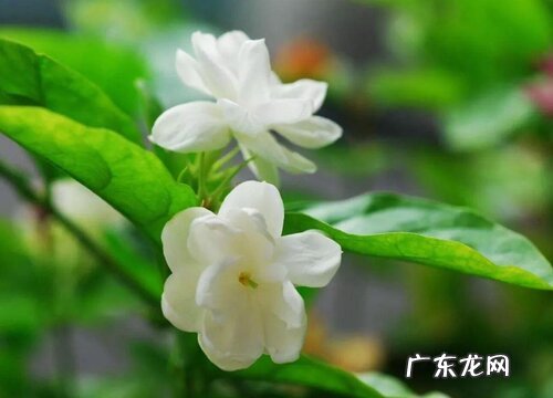 茉莉怎么浇水方法