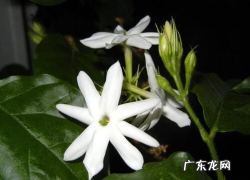 茉莉怎么浇水方法