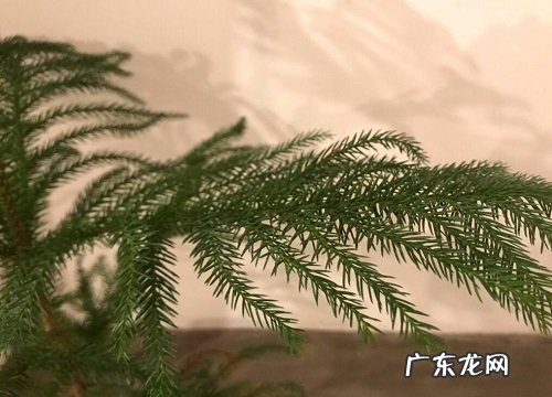 澳洲杉耐寒吗