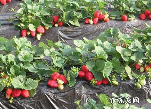 草莓怕冻吗