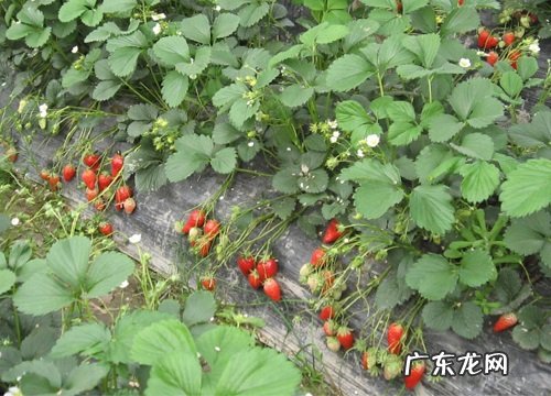草莓怕冻吗