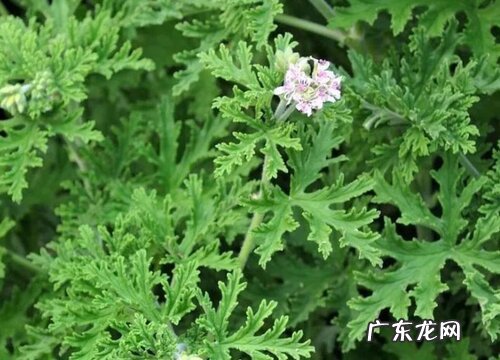 驱蚊草怎么种植 栽种时间和方法