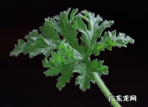 驱蚊草怎么种植 栽种时间和方法