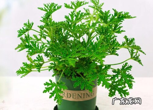 驱蚊草怎么种植 栽种时间和方法