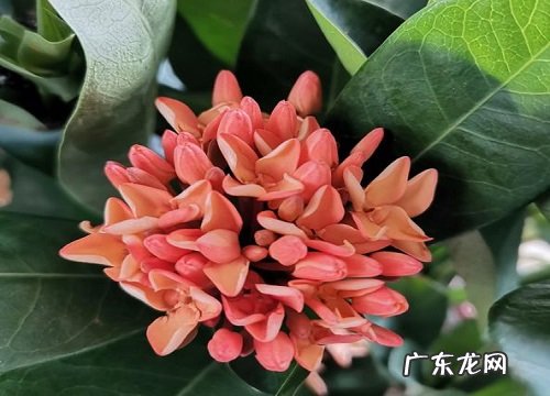 龙船花耐寒吗