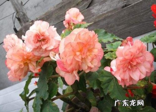 球根海棠耐寒吗