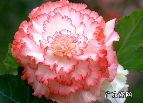 球根海棠耐寒吗