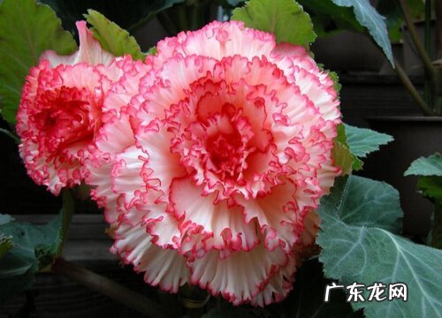 球根海棠耐寒吗