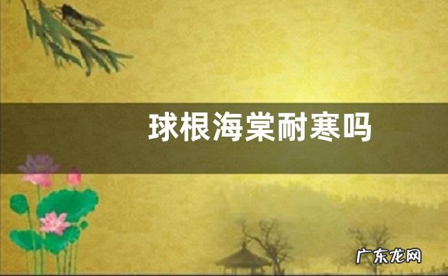 球根海棠耐寒吗