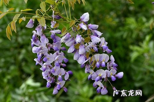 紫藤花几月份开花