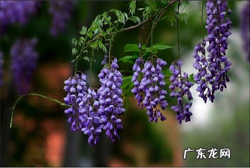 紫藤花几月份开花