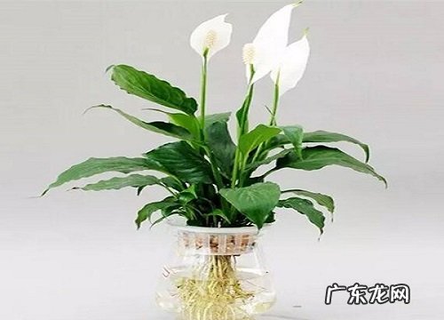 什么花代表幸运和好运