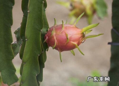 火龙果亩产量多少斤