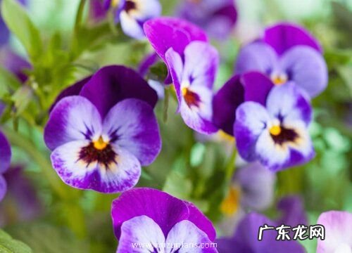 容易养活的花卉有哪些