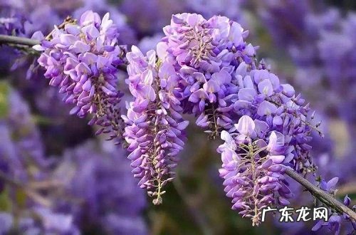 紫藤几月份开花