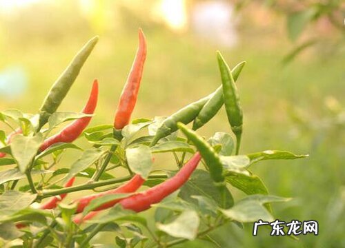 辣椒籽可以种吗