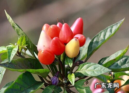 辣椒籽可以种吗