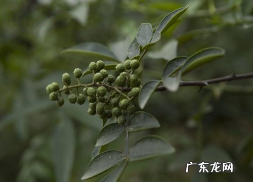 花椒树耐寒吗