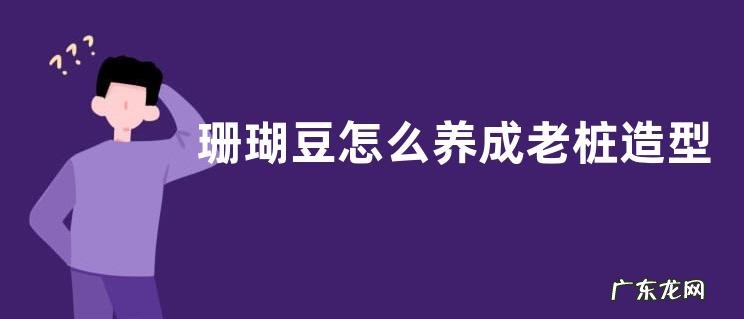 珊瑚豆怎么养成老桩造型