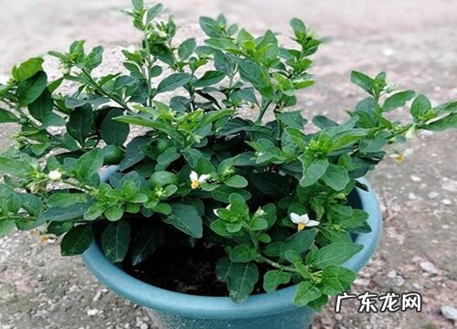 珊瑚豆怎么养成老桩造型