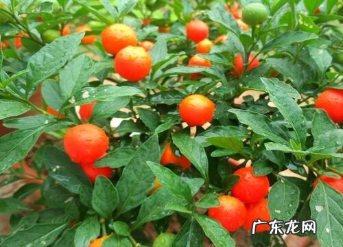 珊瑚豆怎么养成老桩造型