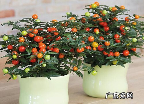 珊瑚豆怎么养成老桩造型