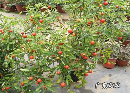 珊瑚豆怎么养成老桩造型