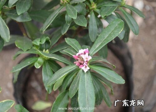瑞香花耐寒吗