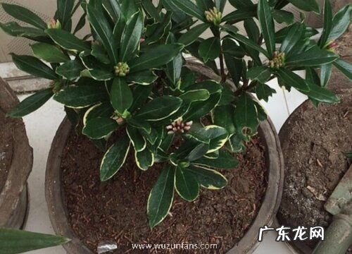 瑞香花耐寒吗