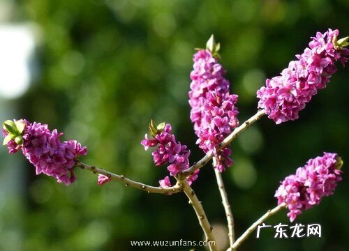 瑞香花耐寒吗