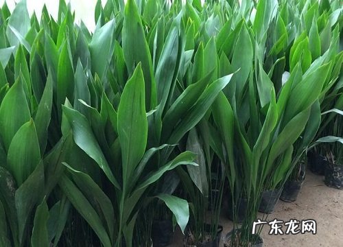 耐寒耐阴的花卉有哪些